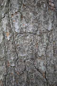 tree bark texture