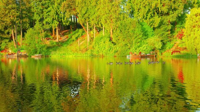 Flock of geese swimming on calm lake during golden hour sunset