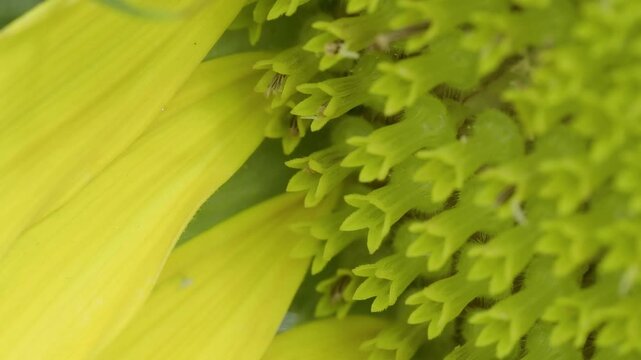 Tokyo,Japan - July 25, 2026: Closeup of ray flowers and disk florets of sunflower
