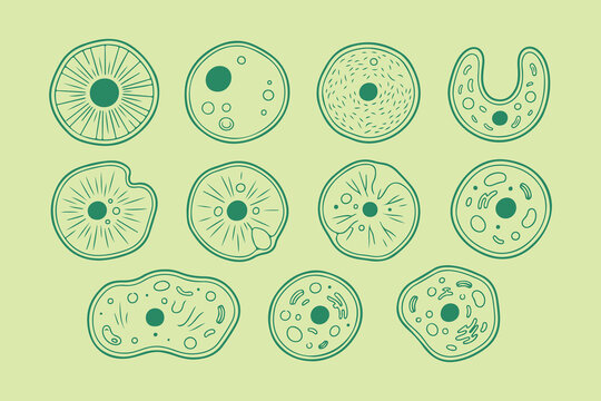 green amoeba microorganism cell drawing