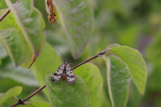 Common scorpionfly (Panorpa communis) on a green leaf looking into the distance