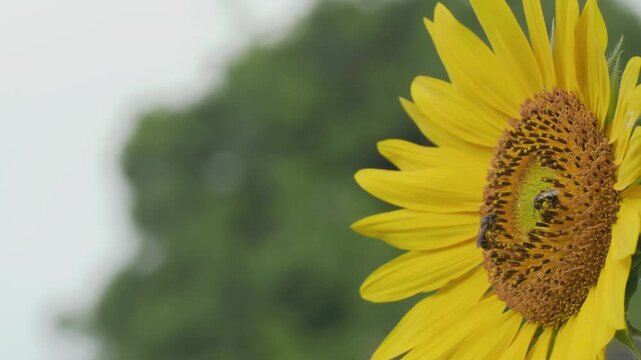 Tokyo,Japan - July 25, 2026: Closeup of ray flowers and disk florets of sunflower
