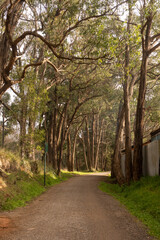 Fototapeta premium path in the park with sunlight through the trees