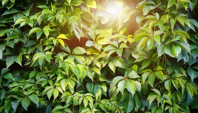 Beautiful Green Virginia Creeper Foliage With Sunlight