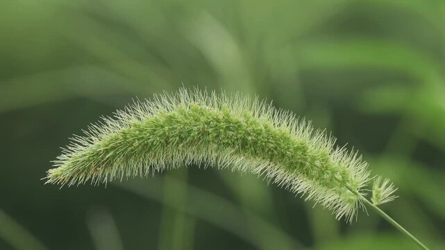 Closeup of a green bristlegrass or Setaria viridis
