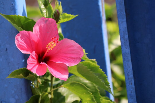 Closeup pink hibiscus flower showcasing vibrant petals and delicate natural beauty