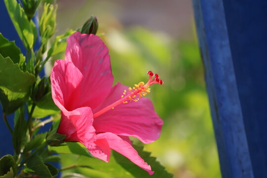 Closeup pink hibiscus flower showcasing vibrant petals and delicate natural beauty