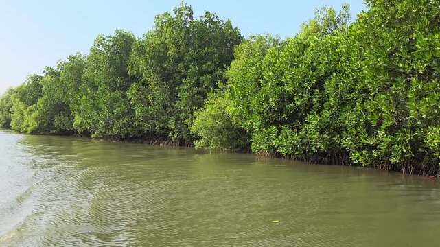 Experience the serene beauty of a vibrant mangrove forest, showcasing lush green foliage and intricate root systems along a calm waterway. Ideal for projects focused on nature, ecological