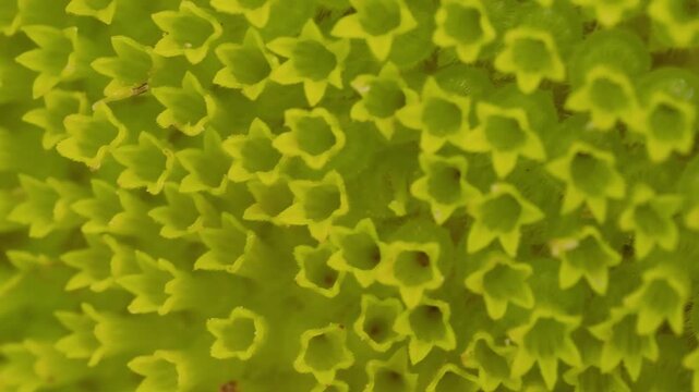 Tokyo,Japan - July 25, 2026: Closeup of ray flowers and disk florets of sunflower
