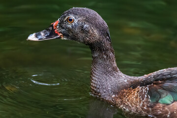 Muscovy duck swimming in Costa Rica, close-up profile portrait of wild Cairina moschata in natural pond environment. © Teresa