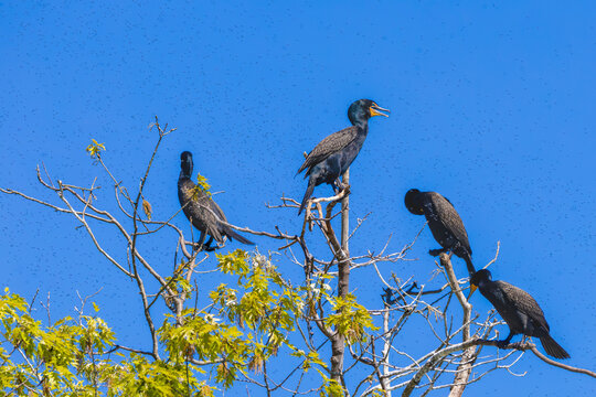 Group of four Double-crested Cormorants (Nannopterum auritum) perched in a tree among a dense swarm of midges, Fifty Point, Grimsby, Ontario.
