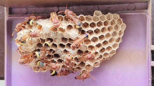 Paper Wasp Nest with Active Wasps and Larvae in Honeycomb Structure on Outdoor Wall