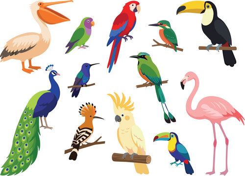 Cute cartoon tropical birds vector collection set featuring pelican peacock macaw toucan flamingo cockatoo humming bird and parrot isolated on white background