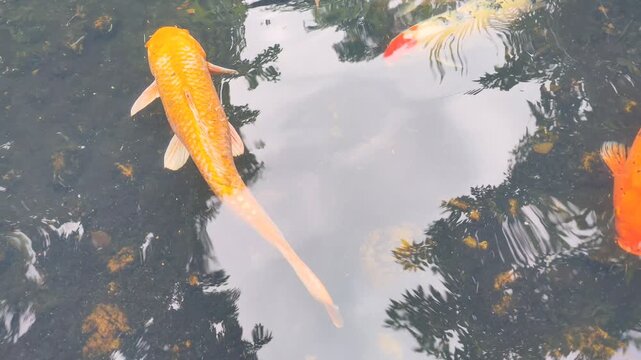 Beautiful Colorful Koi Fish Swimming in Clear Water Pond, Japanese Carp Fish Cyprinus Carpio for Nature, Relaxation, and Feng Shui Prosperity Symbol