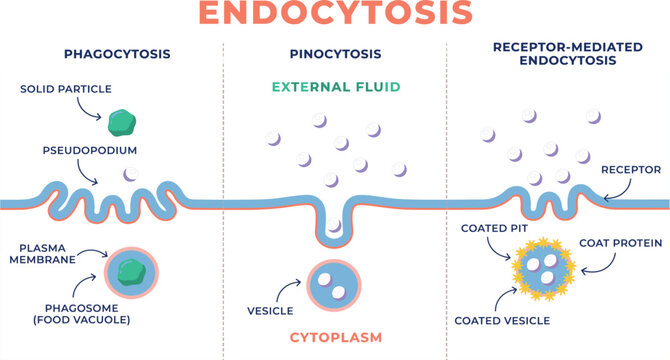 Endocytosis Infographic Illustrating Phagocytosis, Pinocytosis, and Receptor Mediated Endocytosis with Vesicle Formation, Membrane Transport, and Cellular Uptake Mechanisms
