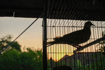 Fototapeta premium Silhouetted Bird in Cage Against a Stunning Sunset Backdrop