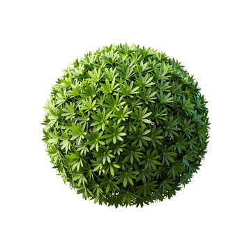 Top view of lush podocarpus plant in spherical shape against clean white backdrop