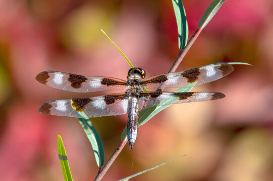  Twelve-spotted Skimmer (Libellula pulchella)