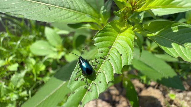 Top View of Metallic Blue Beetle on Eaten Green Leaf, Top-down macro shot of a shiny blue leaf beetle resting on a textured green leaf with visible bite marks and frass in a natural garden setting.