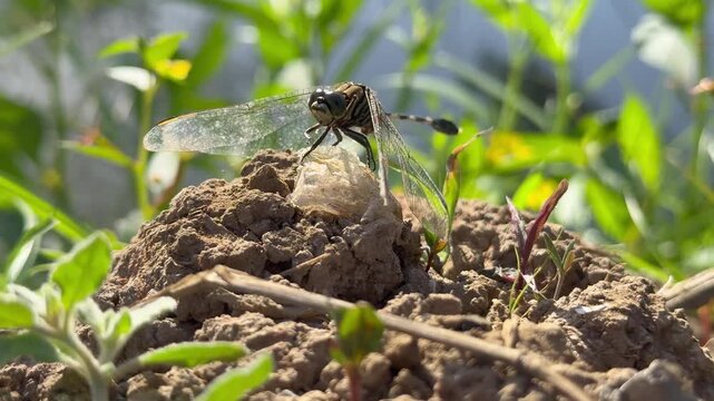 Dragonfly with Transparent Wings Perched on a Clod of Earth, Low angle shot of a wild dragonfly with intricate transparent wings perching on a small mound of dirt in a natural, grassy environment.