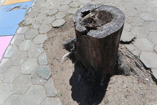 Weathered tree stump standing in a public park with paved walkway in Java, Indonesia, showing natural wood texture, decay, and the remains of a cut tree.