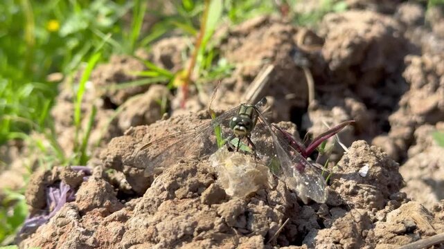 Front View of Dragonfly Resting on Dry Dirt Clod, Close-up macro footage of a wild dragonfly with intricate transparent wings resting on rough, dry brown soil in a grassy field on a bright sunny day.