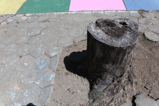 Weathered tree stump standing in a public park with paved walkway in Java, Indonesia, showing natural wood texture, decay, and the remains of a cut tree.