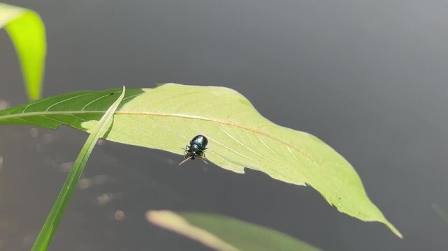 Metallic Blue Beetle on a Bright Green Leaf Over Smooth Water, A shiny metallic blue leaf beetle resting delicately on a vibrant, slightly translucent green plant leaf against a smooth, out-of-focus w