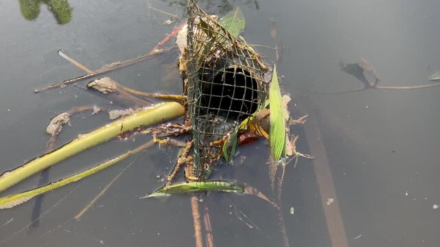Traditional Woven Fish Trap Submerged in River Water, A rustic, traditional woven bamboo or wire fish trap placed in murky river water among aquatic weeds and floating debris.