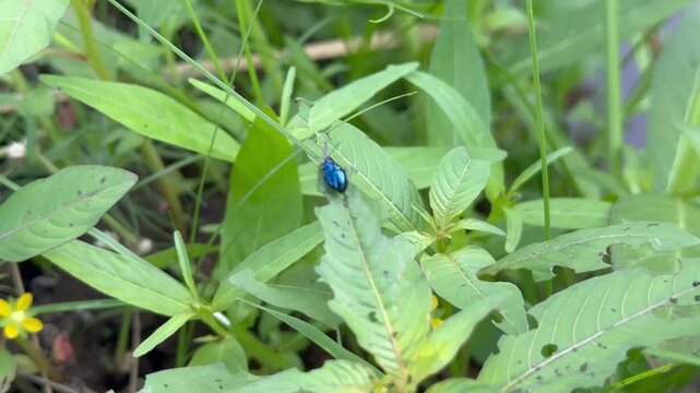 Blue Leaf Beetle Resting on Damaged Grass Foliage, A single metallic blue leaf beetle sits quietly on a green leaf with visible bite marks in a natural outdoor grassy environment.