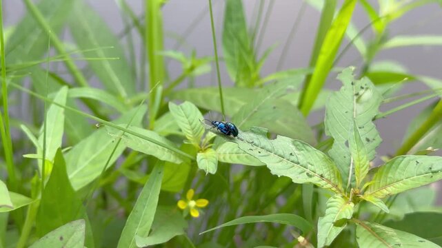 Pair of Shiny Blue Beetles Mating Over Pond Water, A clear side-view macro shot of two metallic blue leaf beetles mating on a partially eaten green leaf suspended over a calm body of water.