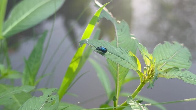 Shiny Blue Beetle Perched on Green Leaf Over Water, A vibrant metallic blue leaf beetle sits on a green aquatic plant leaf with visible bite marks, suspended over a blurred natural pond background.