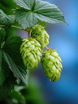 Close up of green hop cones with leaves, fresh plant detail, vibrant color, nature background, brewing ingredient, healthy growth