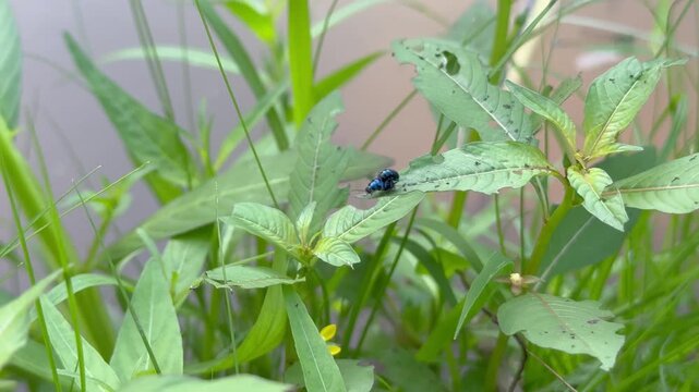 Two Metallic Blue Leaf Beetles Mating on Green Foliage, A macro shot of two vibrant metallic blue leaf beetles mating on a bright green leaf above a calm body of water.