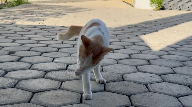 Cute White and Orange Cat Licking Its Paw Outdoors, A domestic white cat with orange spots licking its front paw while standing on a hexagonal paved stone floor outdoors.