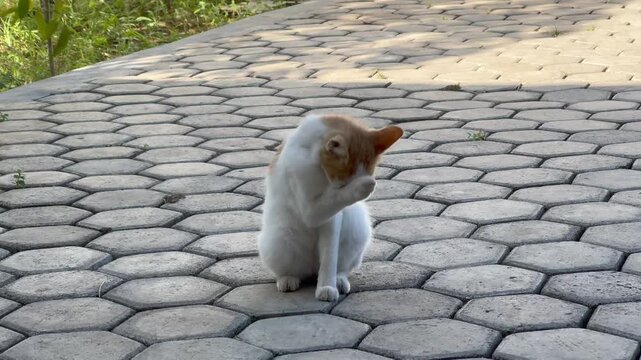 Cute Cat Washing Face with Paw on Paved Floor, An adorable white and ginger cat sitting on a paved ground and cleaning its face with its front paw in the morning sunlight.