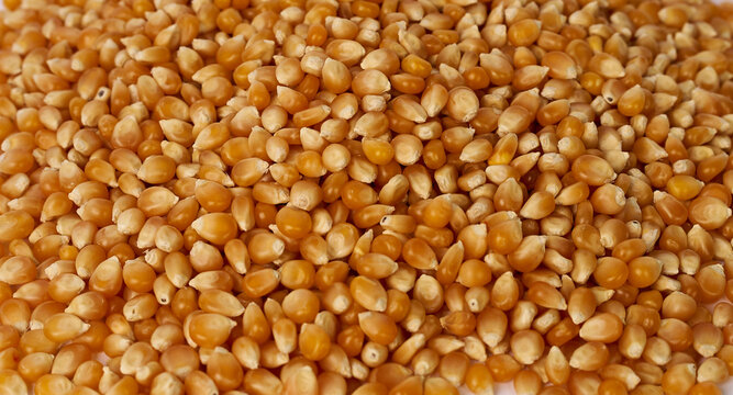 Detailed macro texture of raw golden popcorn kernels filling the frame
