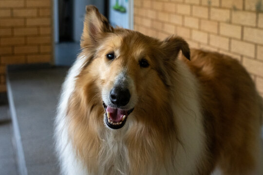 Happy rough collie dog smiling indoors near a brick wall