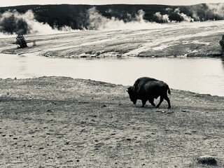 Bull Bison - Yellowstone © Justin