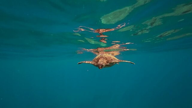A Pacific Green Sea Turtle comes up to the surface for some air and coasts by the camera in clear tropical waters