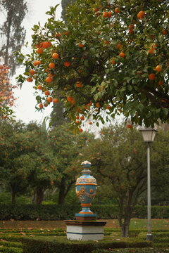Luscious orange trees and beautiful blue urn ceramic in Parque de Mar&iacute;a Luisa, a public park that stretches along the Guadalquivir River in Seville, Spain. Sevill