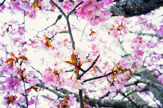 Pink cherry blossom flowers blooming on tree branches, sakura season and spring nature background.