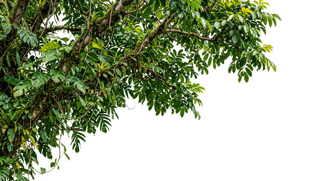 foreground branches on a transparent background