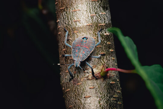 Yellow-spotted Stink Bug Nymph on Tree Trunk Macro Photography