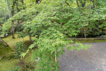Fototapeta premium japan kyoto Arashiyama summer green 
