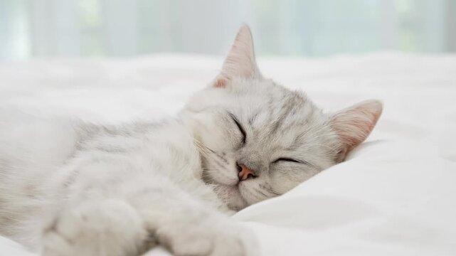 Small Scottish kitten lying down on white bed of relaxing and cozy wellbeing in home.