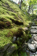 Fototapeta premium japan kyoto Arashiyama summer green 