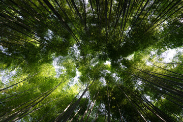 Fototapeta premium japan kyoto Arashiyama summer green 