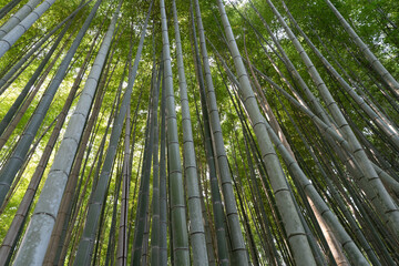 Fototapeta premium japan kyoto Arashiyama summer green 