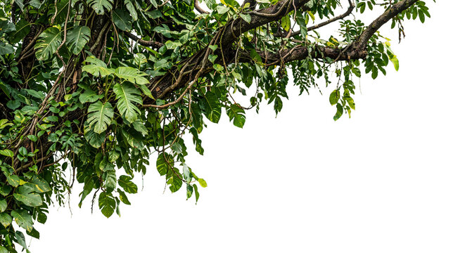 foreground branches on a transparent background